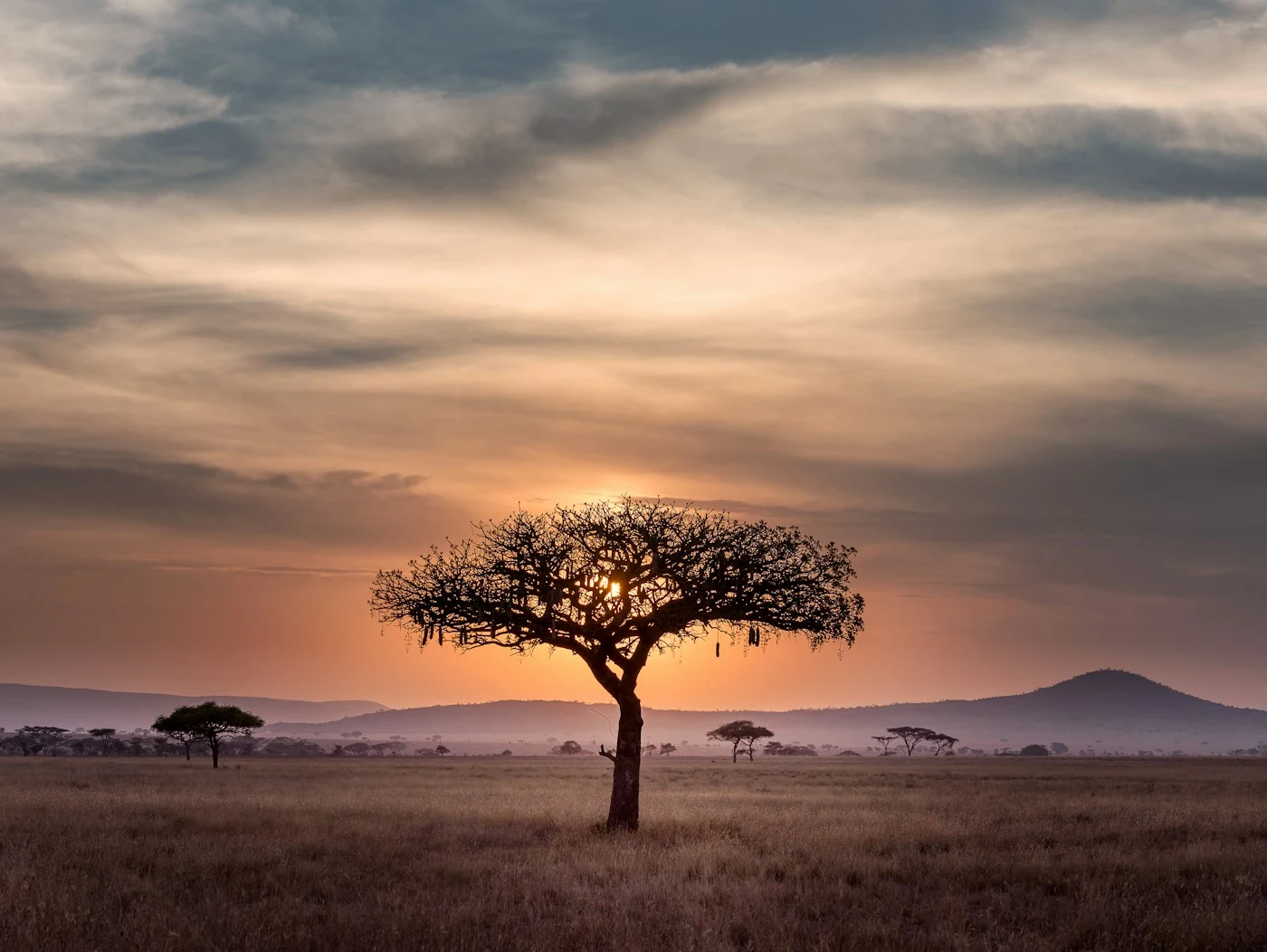Éléphants dans un paysage de savane